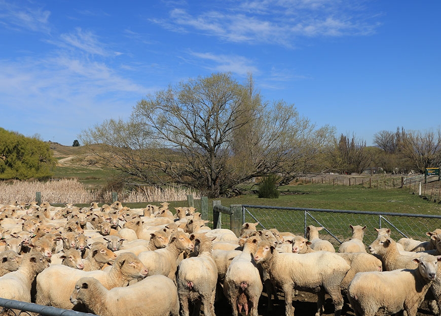 Waipiata is just 8 kms from Ranfurly