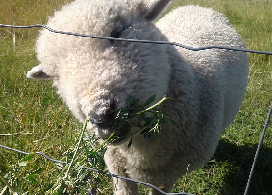 lambs at Waipiata